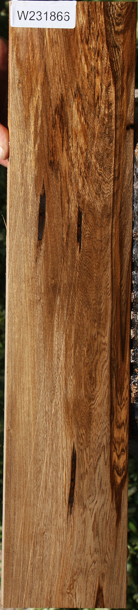 Spalted Louro Preto Lumber