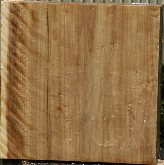 California Cottonwood Bowl Blank