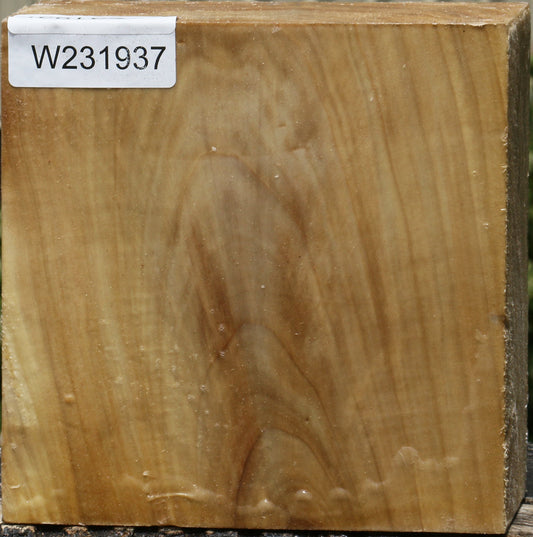 California Cottonwood Bowl Blank