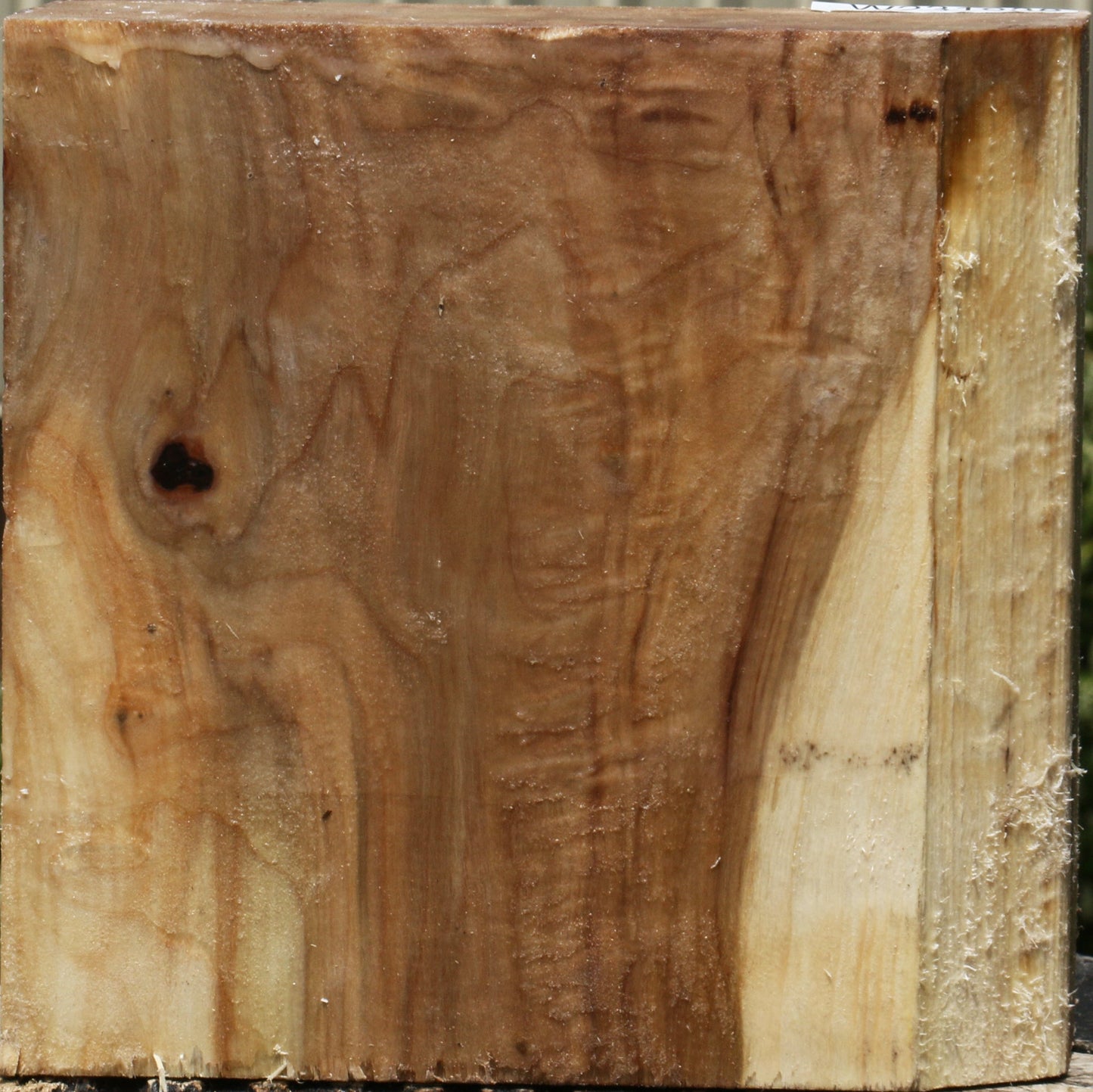 California Cottonwood Bowl Blank