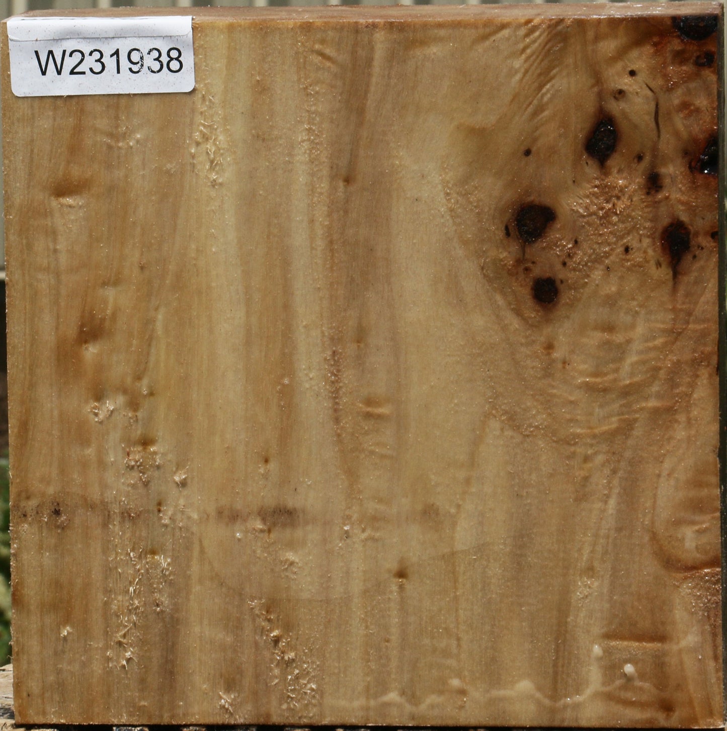 California Cottonwood Bowl Blank