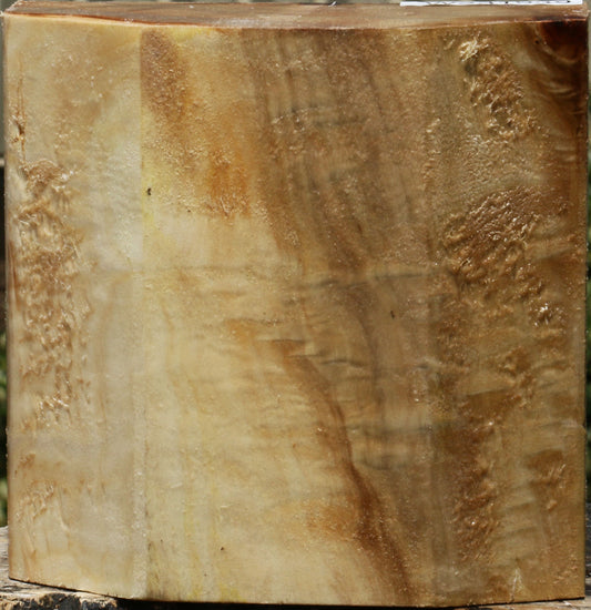 California Cottonwood Bowl Blank