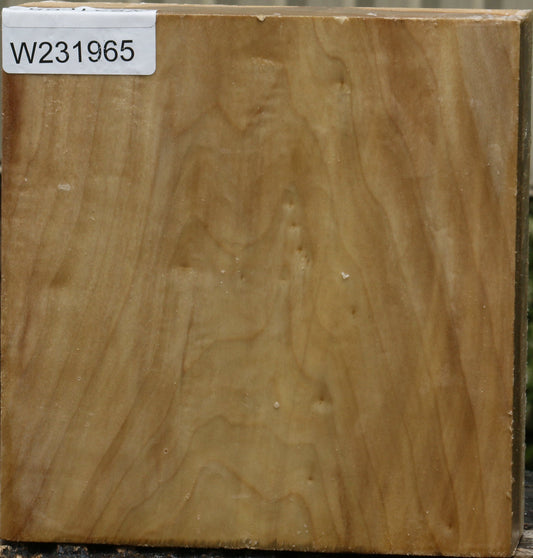 California Cottonwood Turning Blank