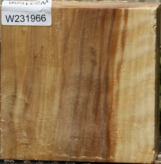 California Cottonwood Bowl Blank