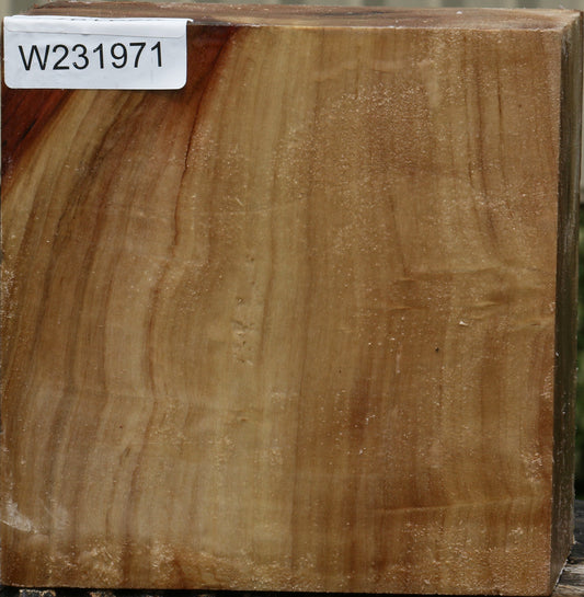 California Cottonwood Bowl Blank