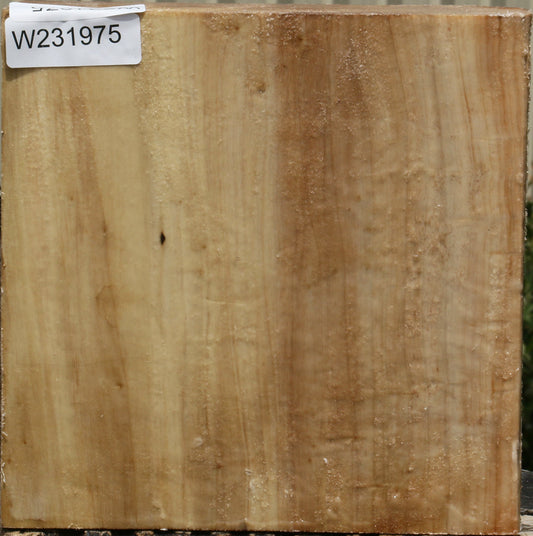 California Cottonwood Bowl Blank