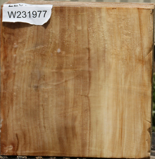 California Cottonwood Bowl Blank