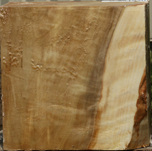 California Cottonwood Bowl Blank