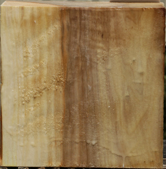 California Cottonwood Bowl Blank