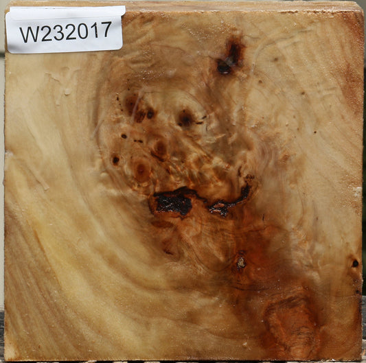 California Cottonwood Bowl Blank