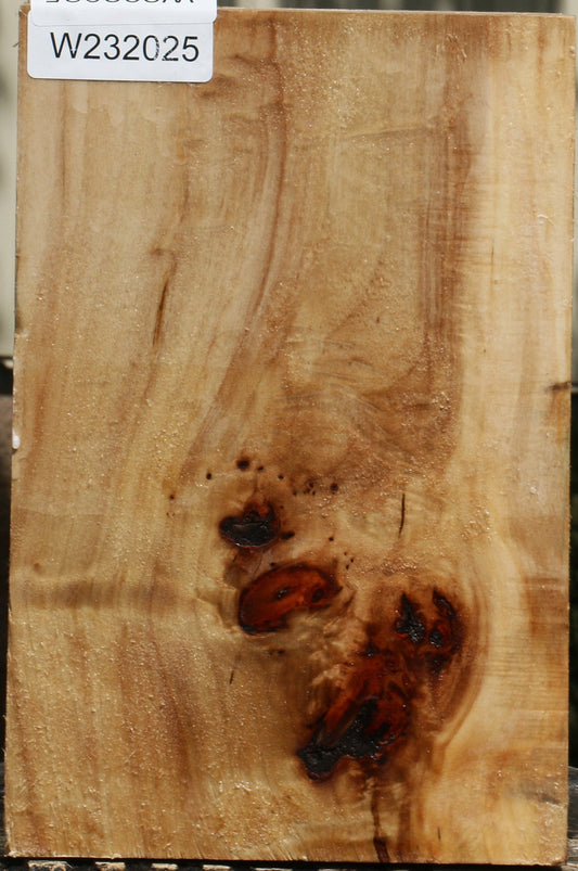 California Cottonwood Vessel Blank