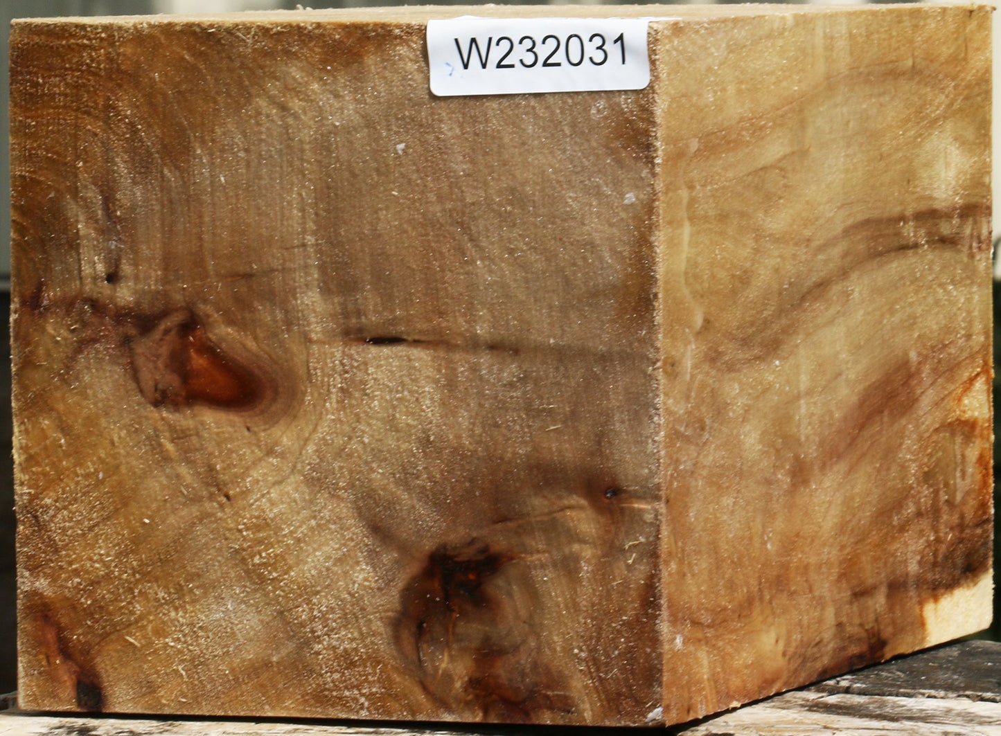 California Cottonwood Vessel Blank