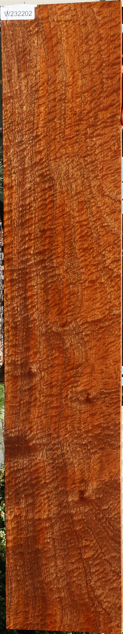 Exhibition Pomelle Sapele Lumber