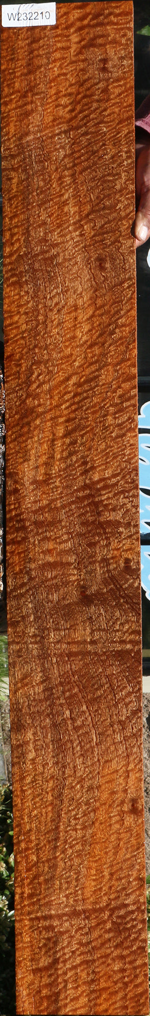 Exhibition Pomelle Sapele Lumber