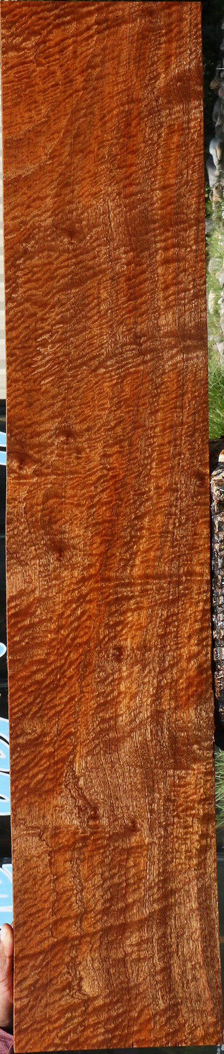 Exhibition Pomelle Sapele Lumber