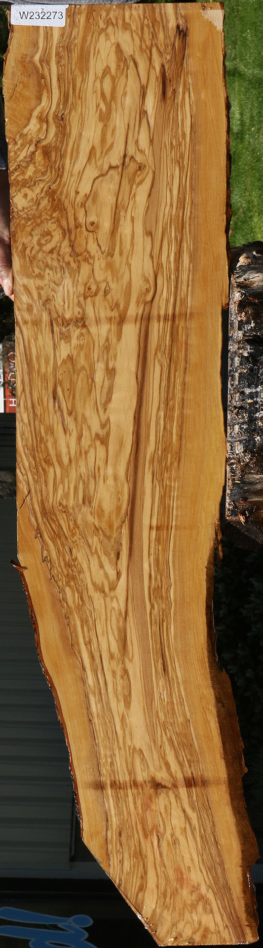 Exhibition Italian Olive Live Edge Lumber
