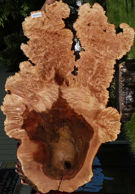 Maple Burl Cookie (Free Shipping Excluded)