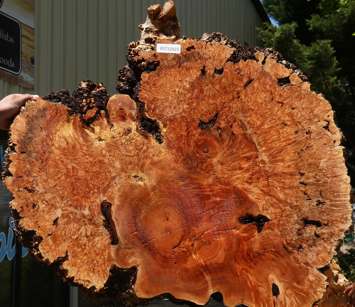 Maple Burl Cookie