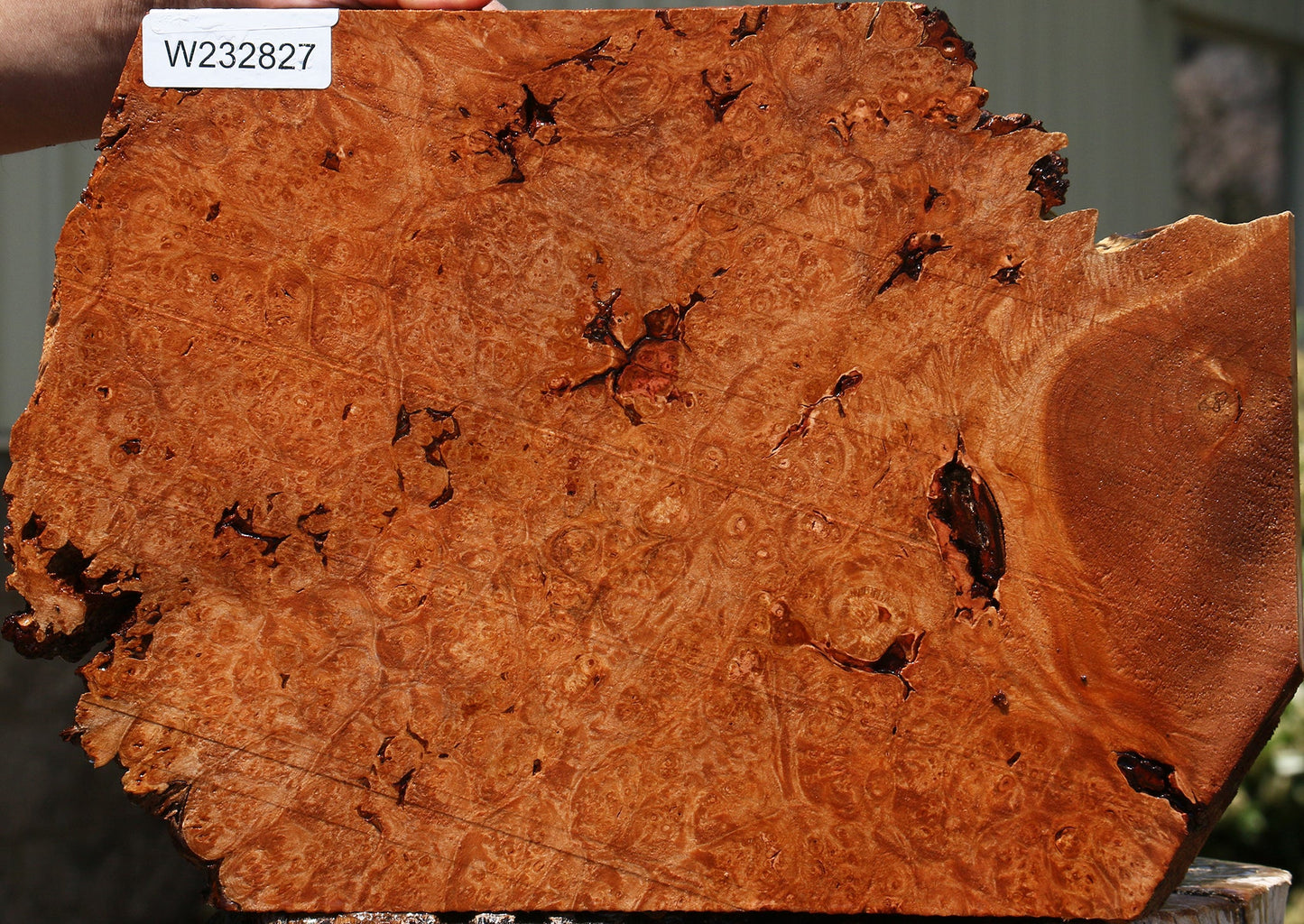 Rustic Maple Burl Live Edge Lumber