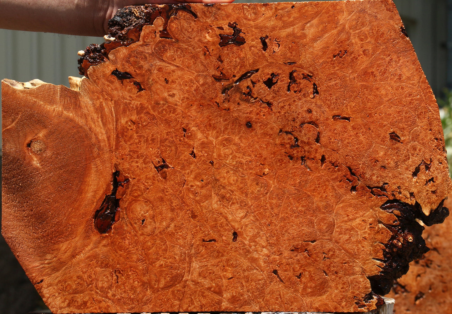 Rustic Maple Burl Live Edge Lumber