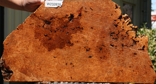 Maple Burl Live Edge Lumber