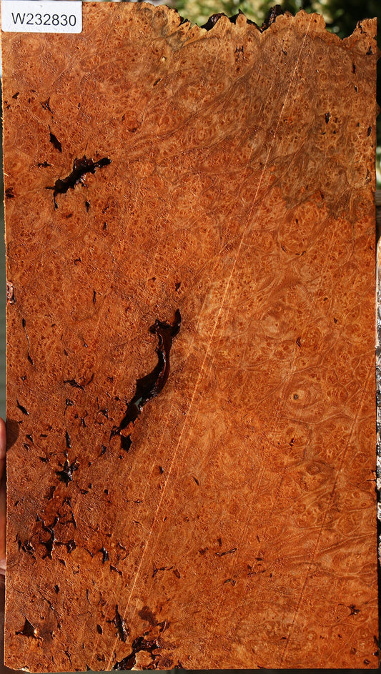 Rustic Maple Burl Live Edge Lumber