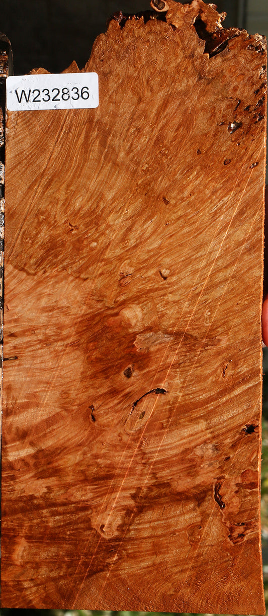 Rustic Maple Burl Live Edge Lumber