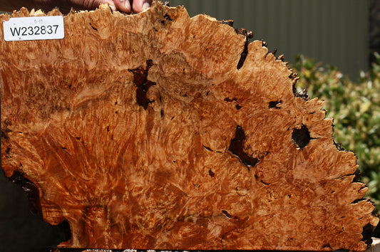 Maple Burl Lumber
