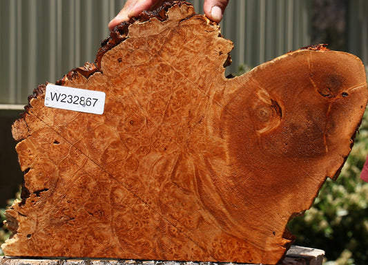 Maple Burl Slice