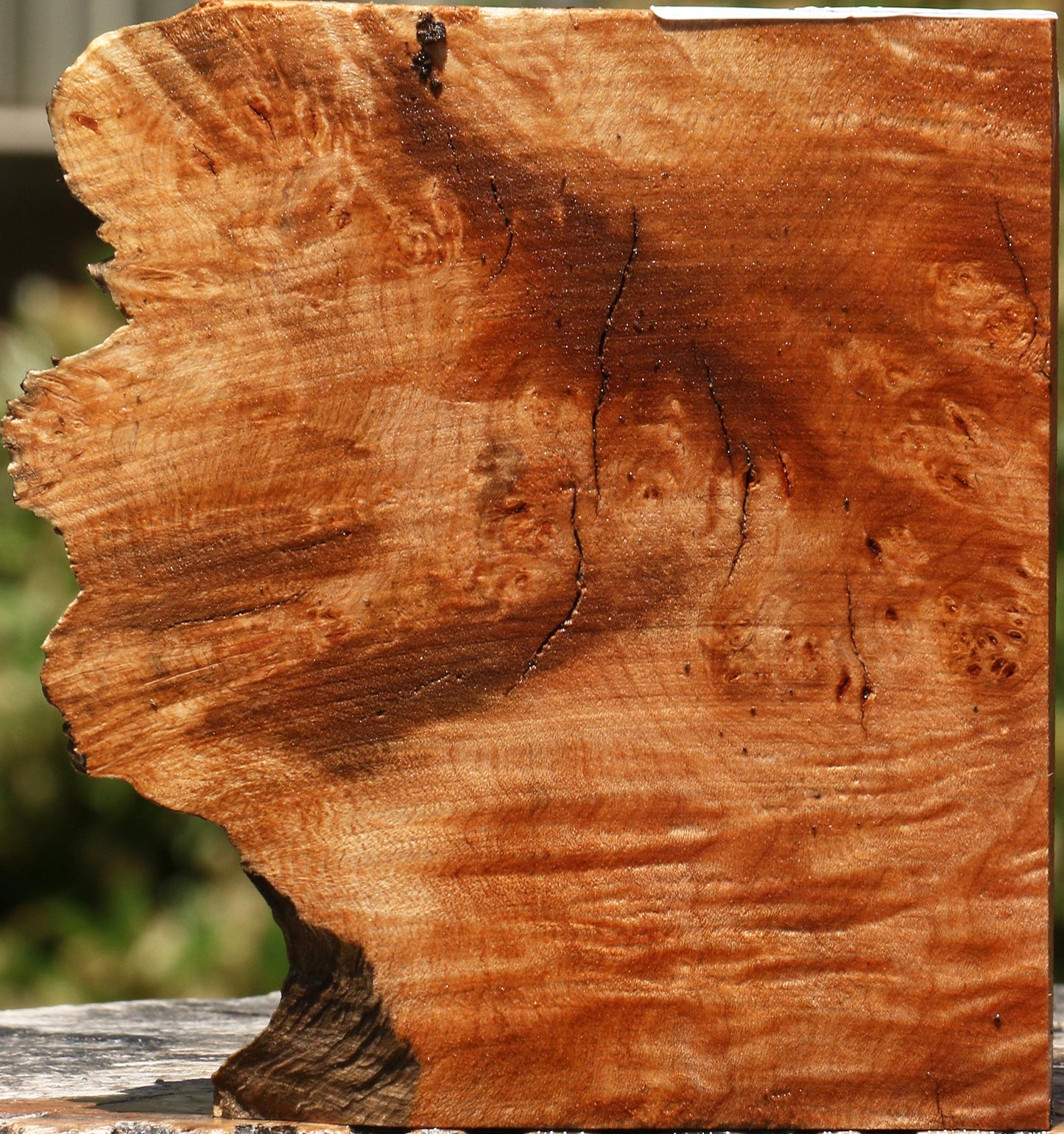 Maple Burl Live Edge Lumber