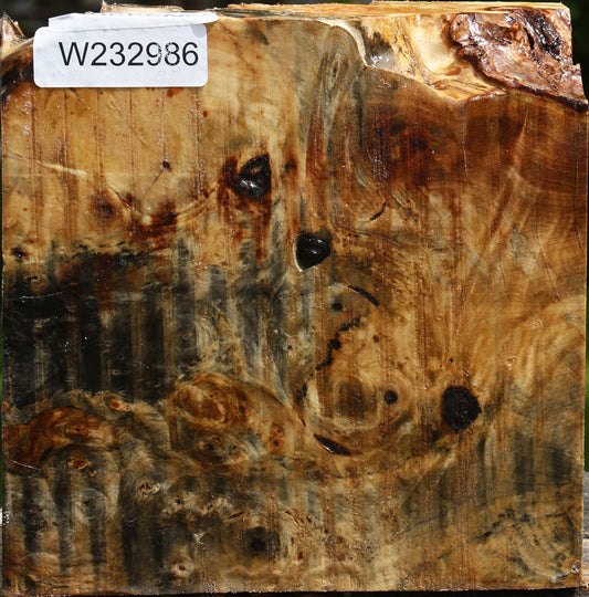 Buckeye Burl Bowl Blank