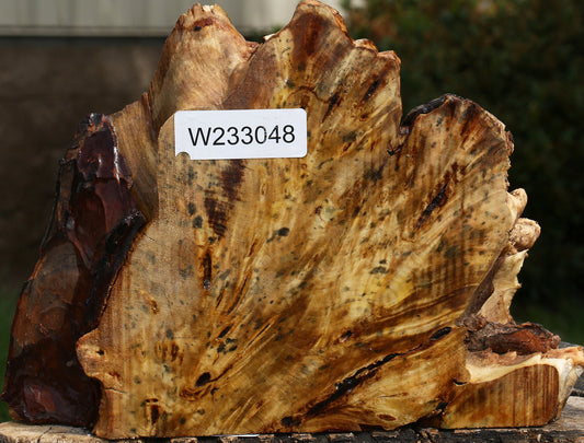 Buckeye Burl Slice