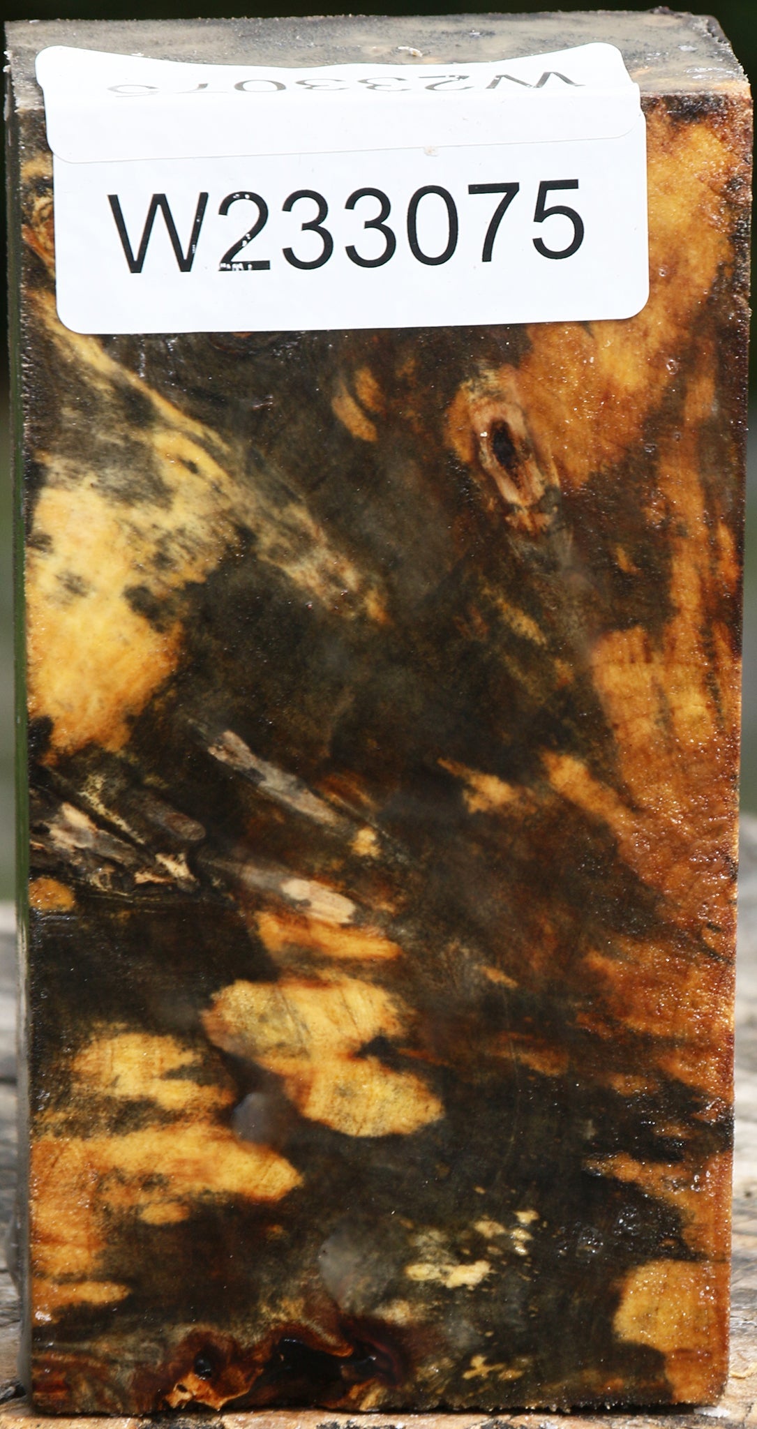 Buckeye Burl Turning Blank