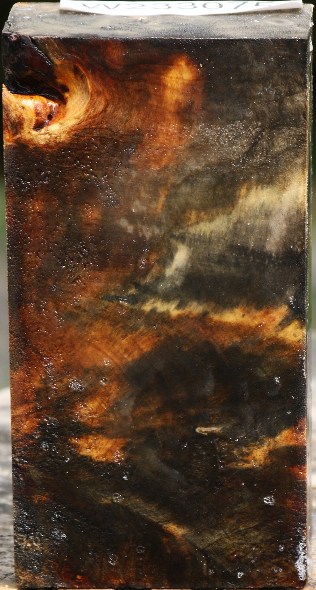 Buckeye Burl Turning Blank