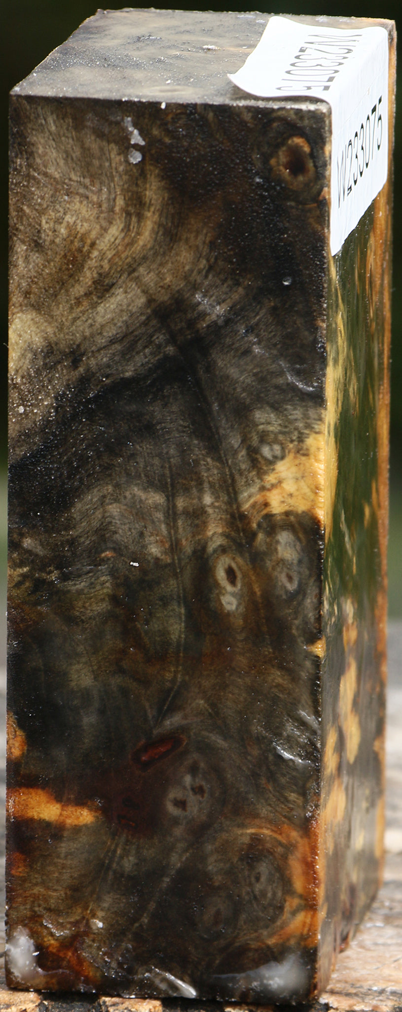 Buckeye Burl Turning Blank