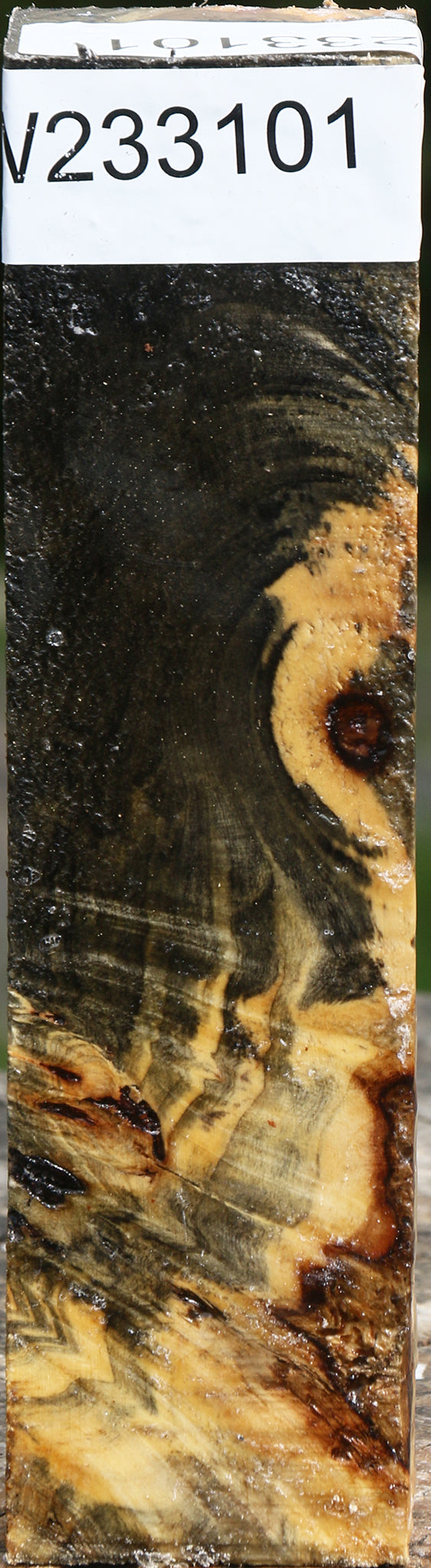 Buckeye Burl Turning Blank