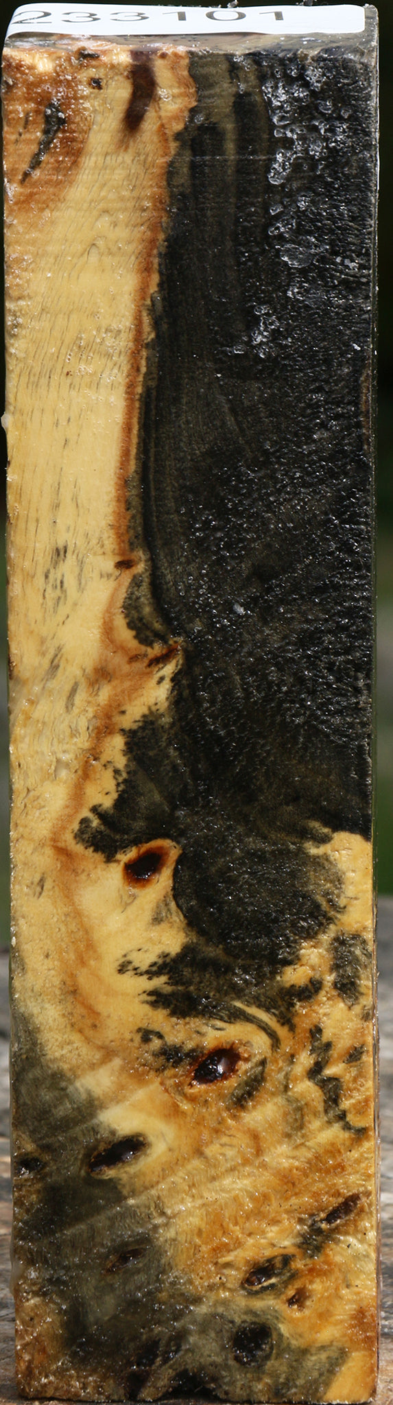 Buckeye Burl Turning Blank