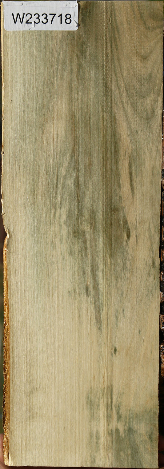 Holly Live Edge Lumber