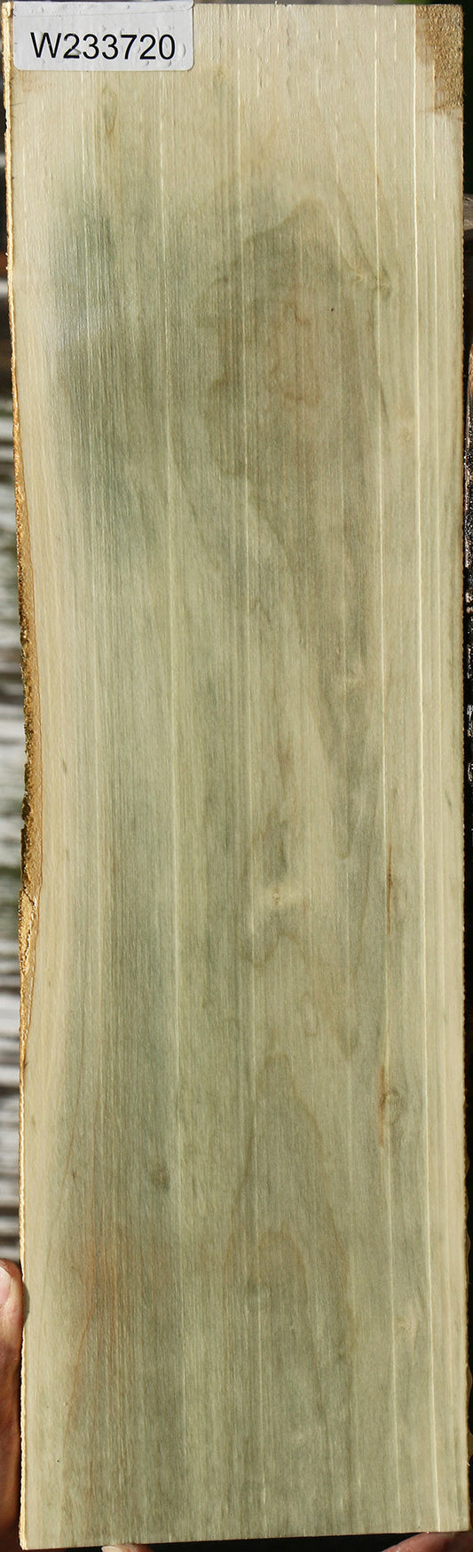 Holly Live Edge Lumber
