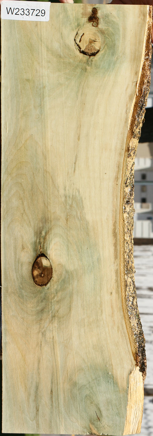 Holly Live Edge Lumber