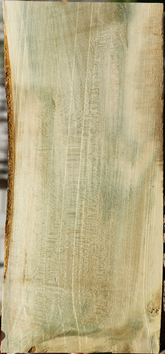 Holly Live Edge Lumber