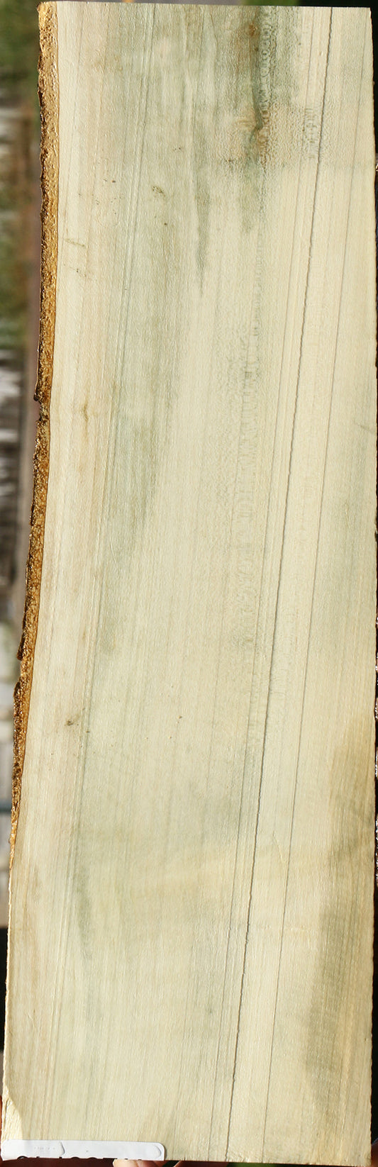 Holly Live Edge Lumber