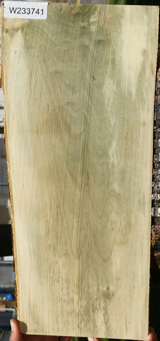 Holly Live Edge Lumber