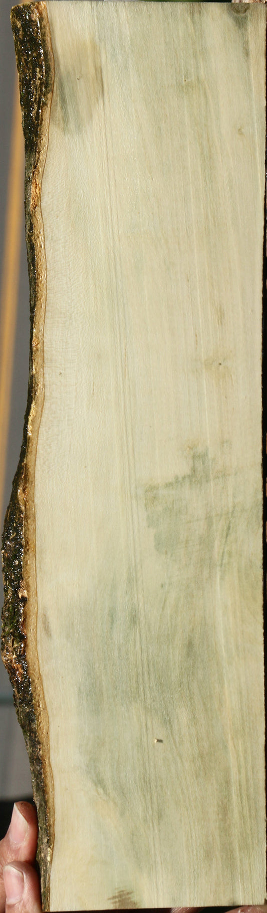 Holly Live Edge Lumber