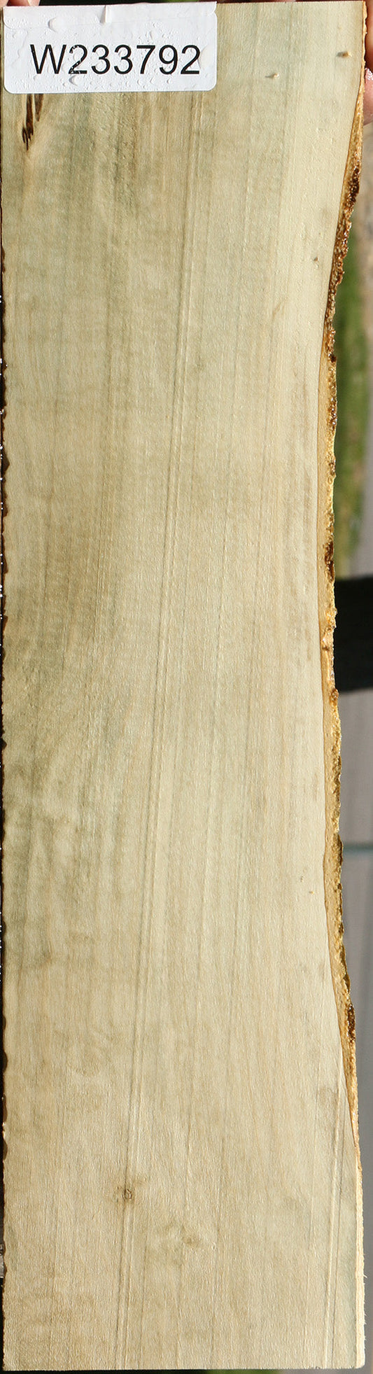 Holly Live Edge Lumber