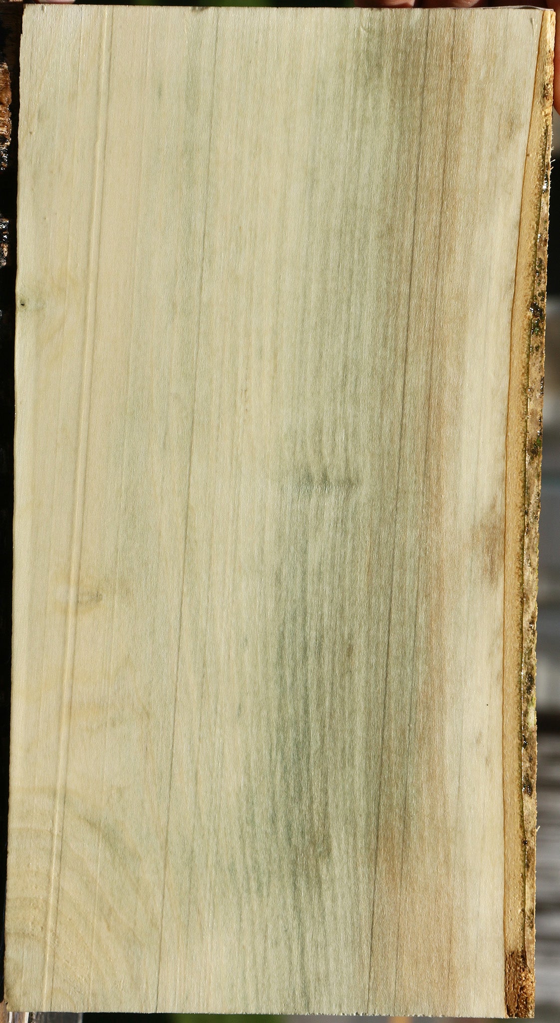 Premium American Holly Lumber Rippings / Cutoffs – Kiln Dried, 10 Pieces, 12-24 Inches Long