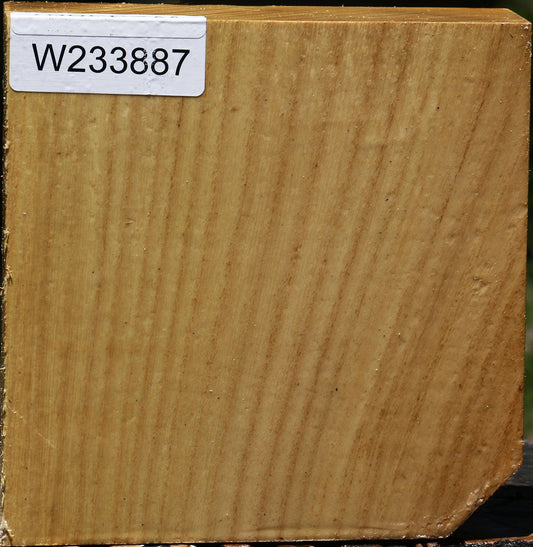 Black Locust Bowl Blank