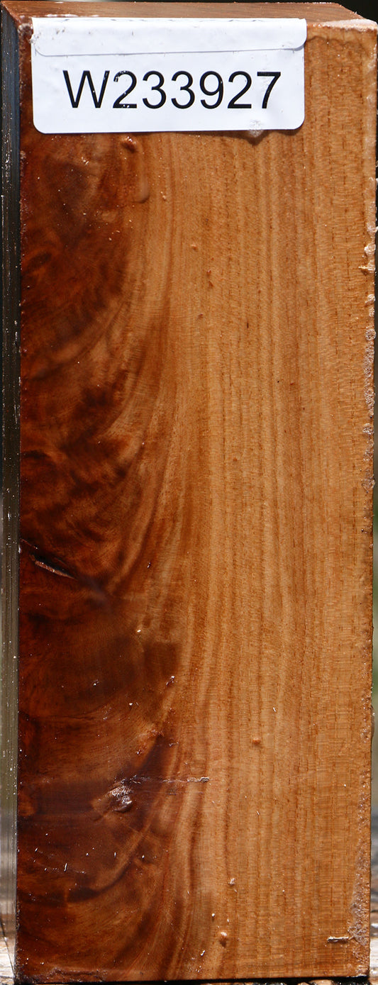 Crotchwood Chinese Elm Peppermill