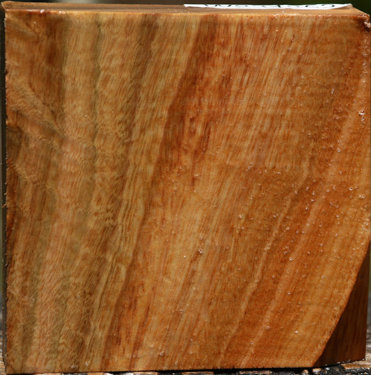 Figured Camphor Bowl Blank