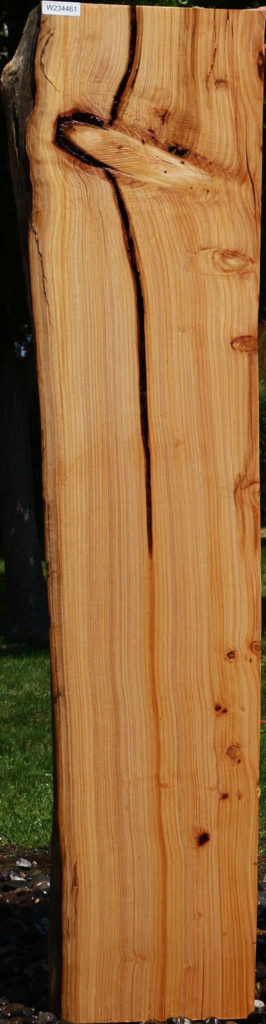 Rustic Monterey Cypress Live Edge Mantel (Free Shipping Excluded)